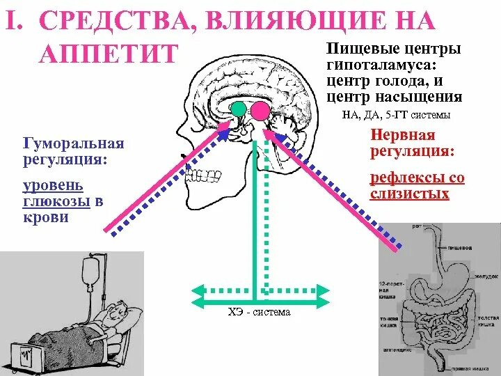 Физиологические механизмы голода и насыщения физиология. Физиология регуляция центр аппетита. Пищевая мотивация физиологические основы голода и насыщения. Механизмы регуляции аппетита. Возникновение голода