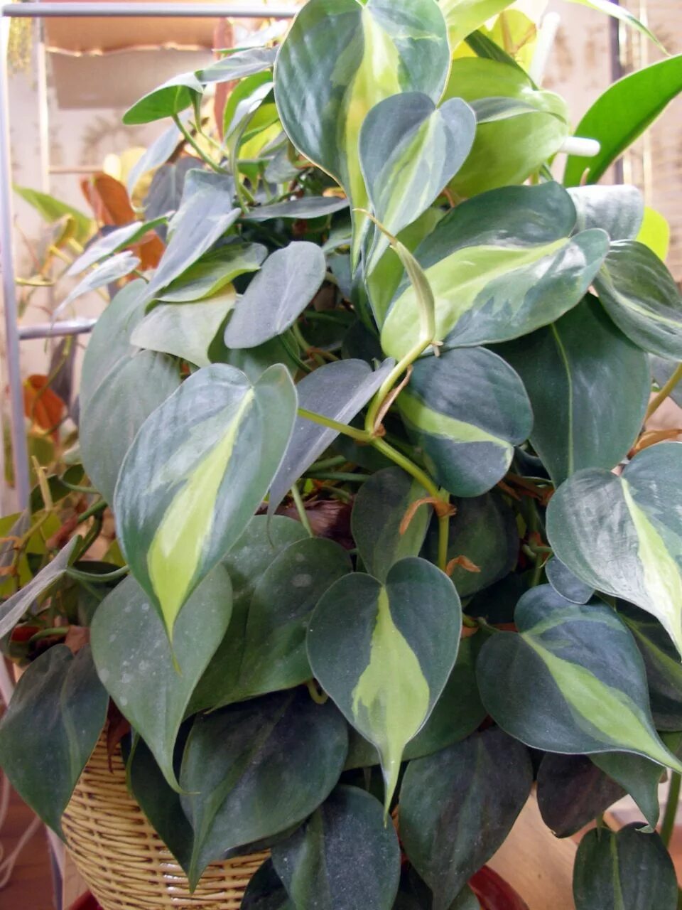 Филодендрон лазающий. Филодендрон потос. Сциндапсус мраморный. Филодендрон голден потос. Филодендрон эпипремнум.