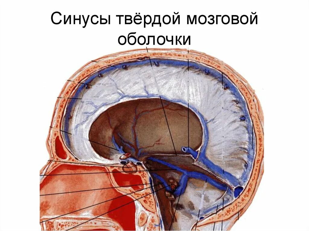 Синусы твердой оболочки мозга. Оболочки головного мозга и синусы твердой мозговой оболочки. Синусы твердой мозговой оболочки. Синусы твердой оболочки головного мозга анатомия. Сигмовидный синус твердой оболочки.