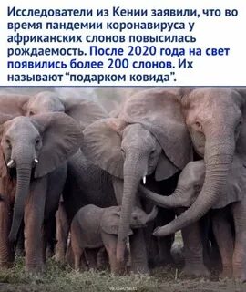 Став слон