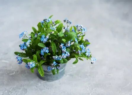 Ведро незабудок слушать