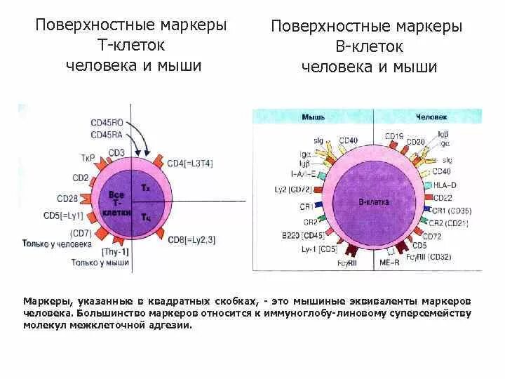 Маркеры в клетку. Маркер клеток cd8. Мембранные маркеры клеток CD-антигены иммунология. Т-клетки мембранные маркеры. Поверхностные маркеры т лимфоцитов.