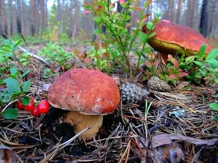 Боровик себеж