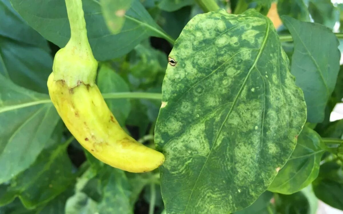 Альтернариоз перца. Фитофтороз, альтернариоз. Фитофтороз рассады перцев. Вершинная гниль на перцах в теплице. Вершинная гниль на перцах.