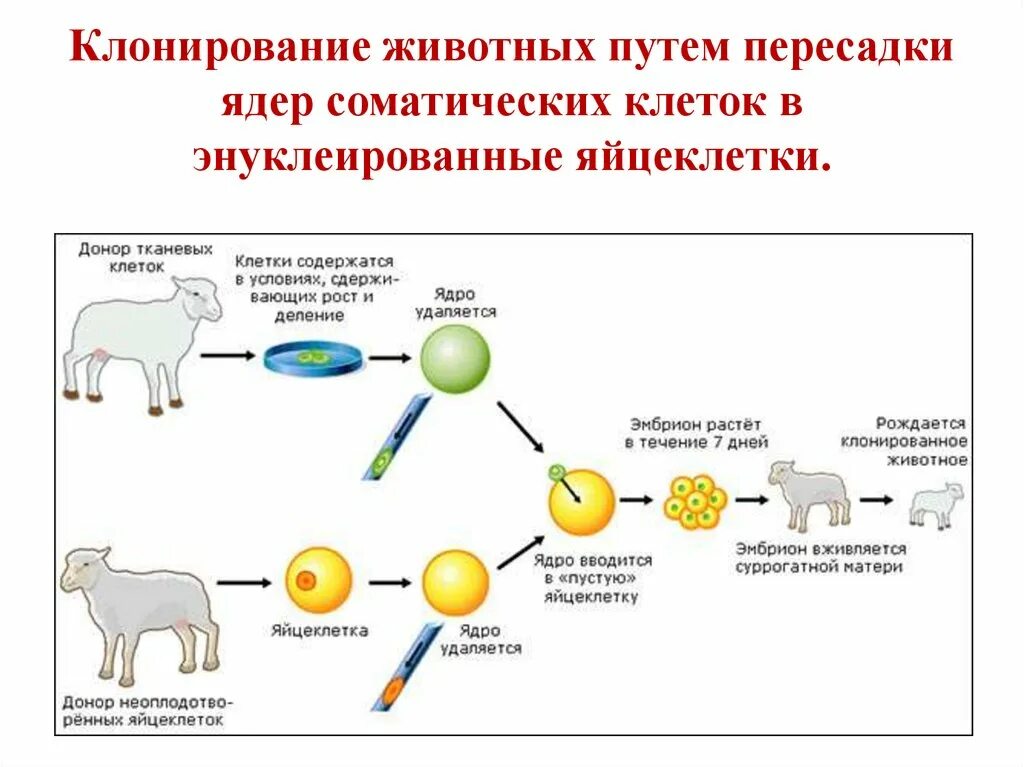 Метод пересадки ядер. Схема генетического клонирования овцы Долли. Овечка Долли схема клонирования. Этапы клонирования овечки Долли. Клонирование схема биология.