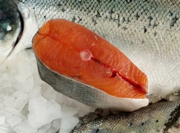 в форели бывают паразиты