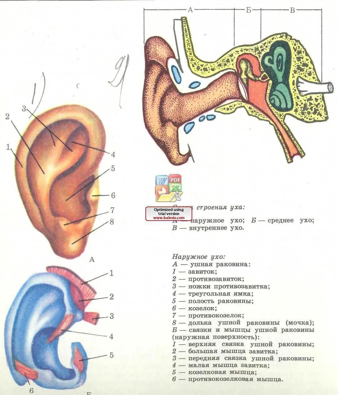 Наружное ухо человека состоит из. Строение уха человека. Строение уха вид сбоку. Строение ушной раковины человека схема. Схема наружного уха.