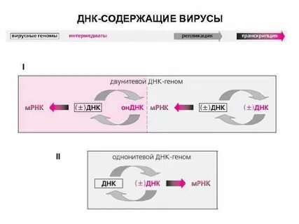 Днк сумма