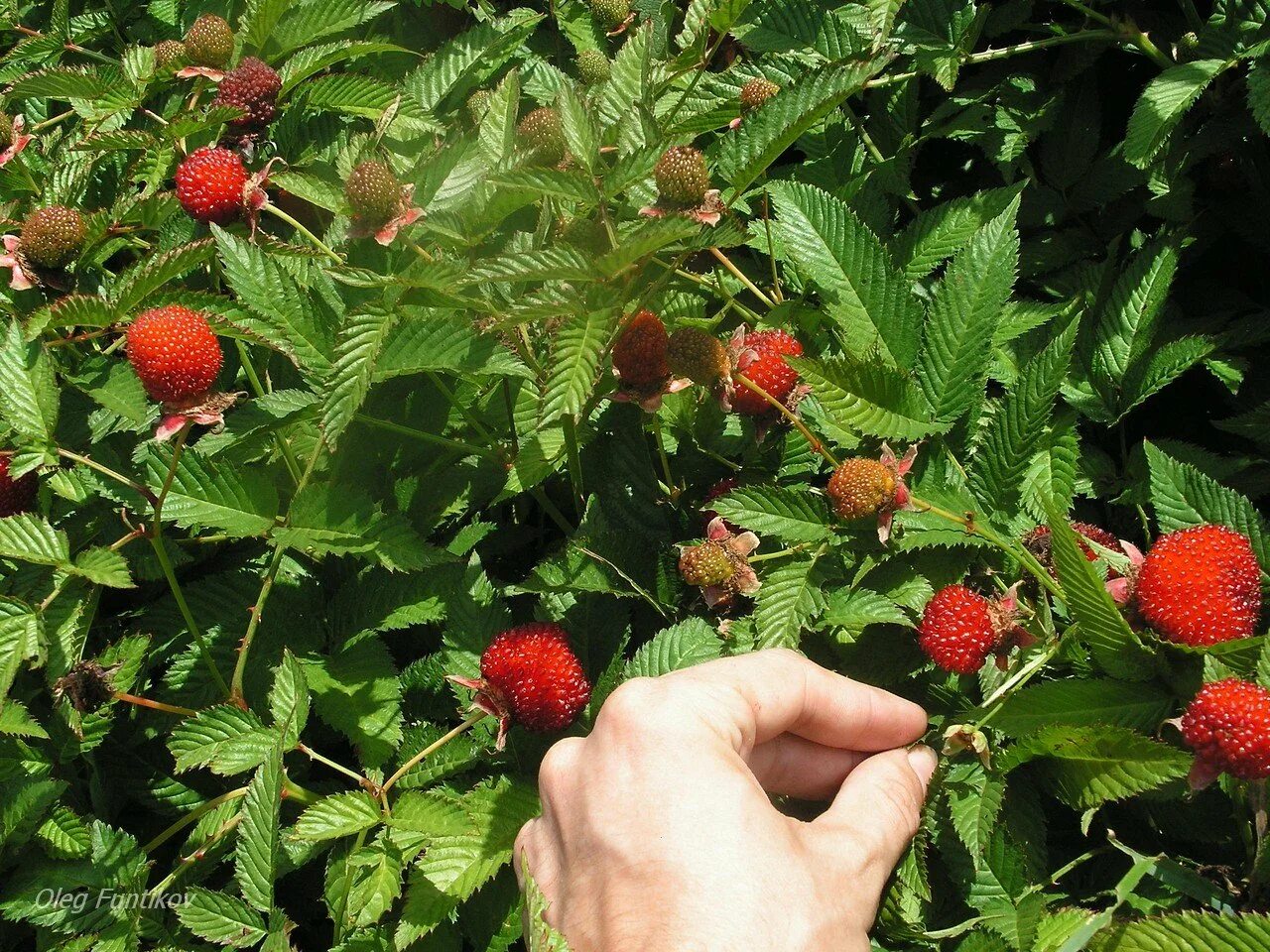 княженика где растет. княженика где растет. малина арктическая княженика. поляника княженика. лесная ягода княженика.