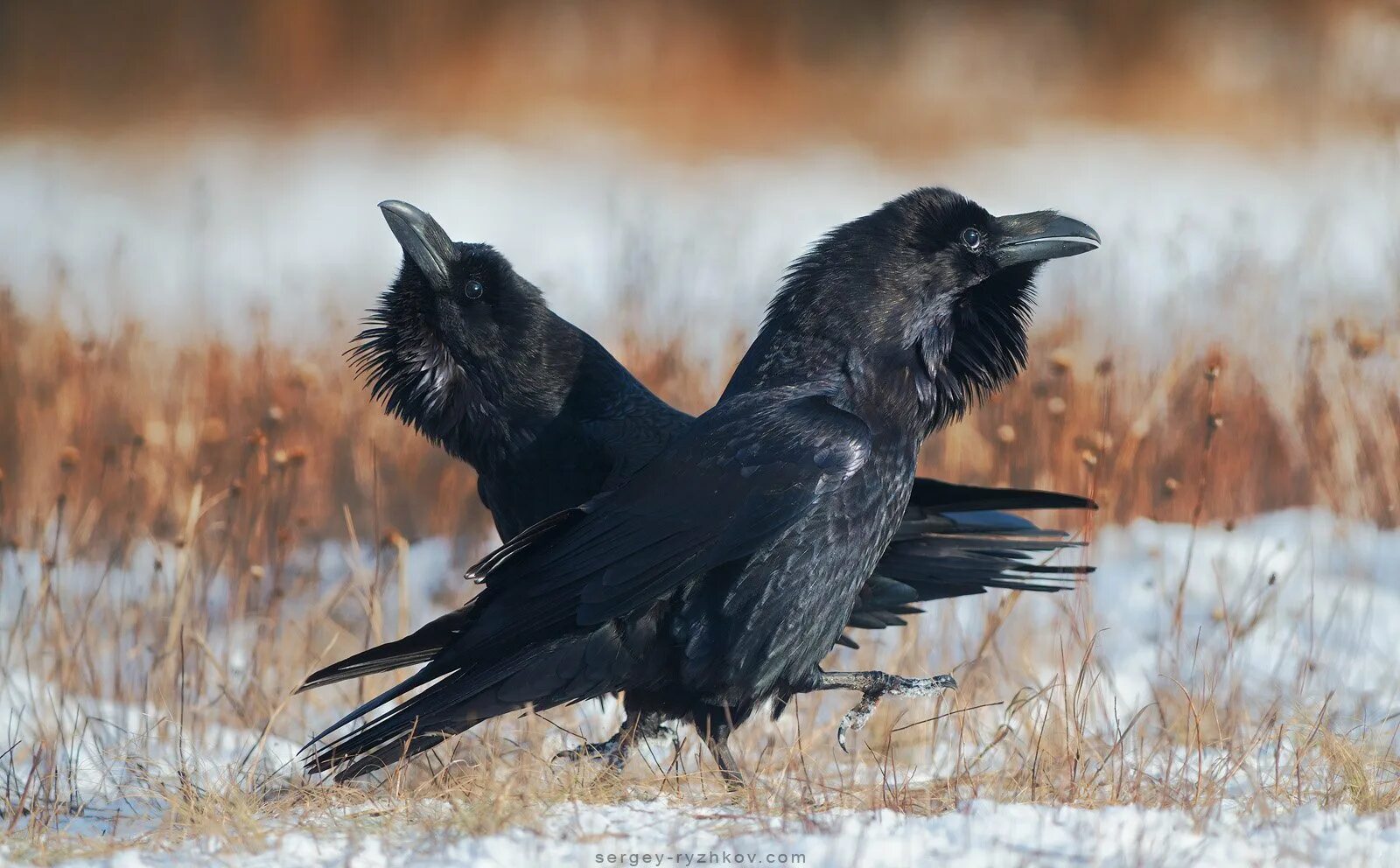 Птичка и ворона. Белоклювый ворон. Корвус Коракс ворон. Птенец Грача. Корвус Коракс ворон черный.