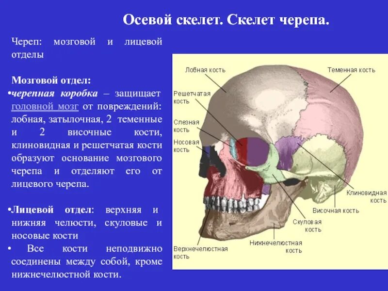 Теменная кость неподвижная. Осевой скелет череп. Строение черепа мозговой и лицевой отделы. Скелет мозговой и лицевой отделы черепа человека. Лобный отдел черепа лицевой отдел черепа затылочный отдел черепа.