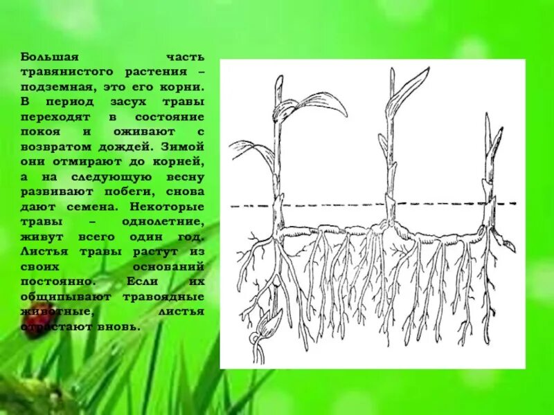 Надземные части корня. Подземная часть растения. Корневище травянистых растений. Части корня растения. Корень подземная часть растения.