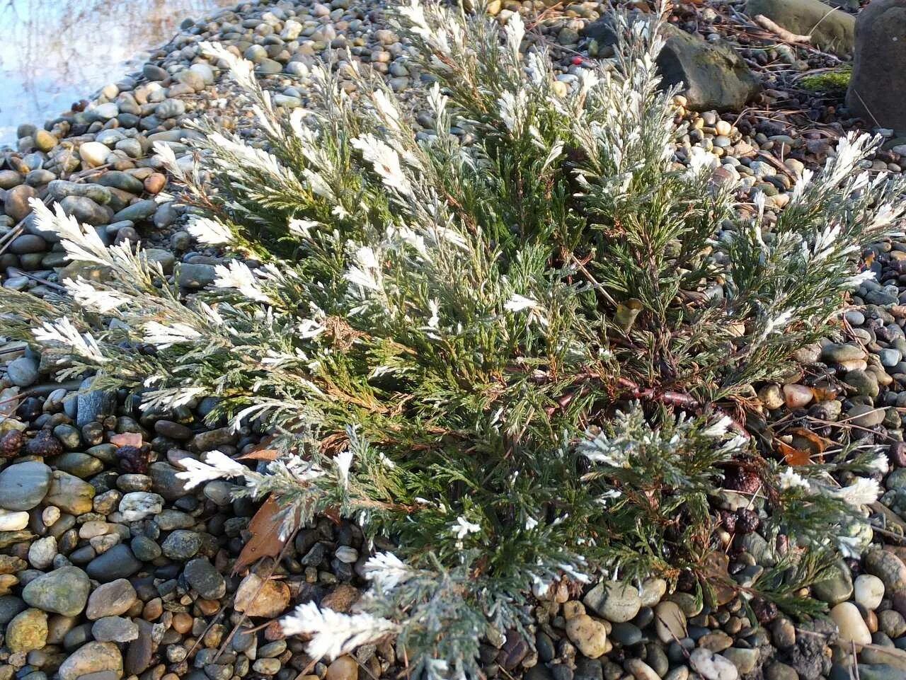 Можжевельник Андорра Вариегата. Можжевельник горизонтальный Andorra variegata. Можжевельник Андорра компакта Вариегата. Можжевельник горизонтальный Andorra variegata (Андорра Вариегата.