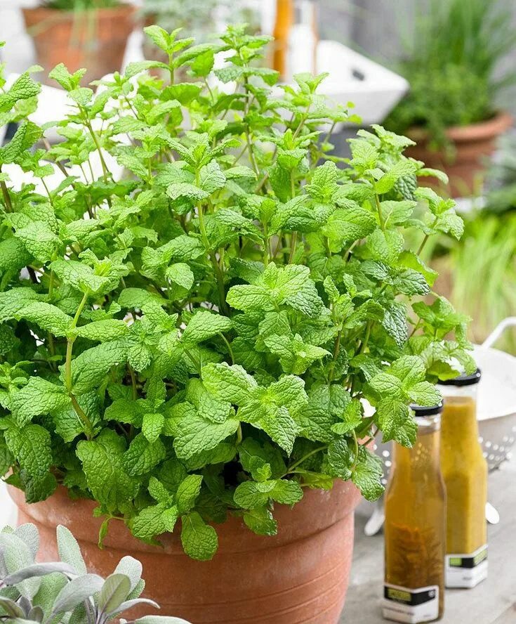 Мята чистые пруды. Марокканская мята. мята перечная &quot;марокко&quot; mentha piperita. мята колосистая. мята колосистая marokko.