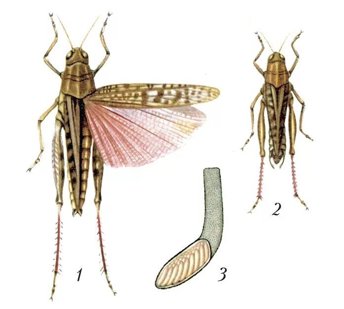 Итальянский Прус Саранча. Прус итальянский (Calliptamus italicus). Личинка итальянского Пруса. Прус итальянский Прямокрылые. Азиатская саранча происходит без метаморфоза