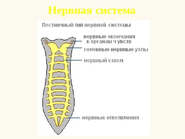 Лестничные черви. Лестничная нервная система планарии. Схема выделительной и нервной системы планарии. Лестничный Тип нервной системы планерии. Схема нервной системы планарии.