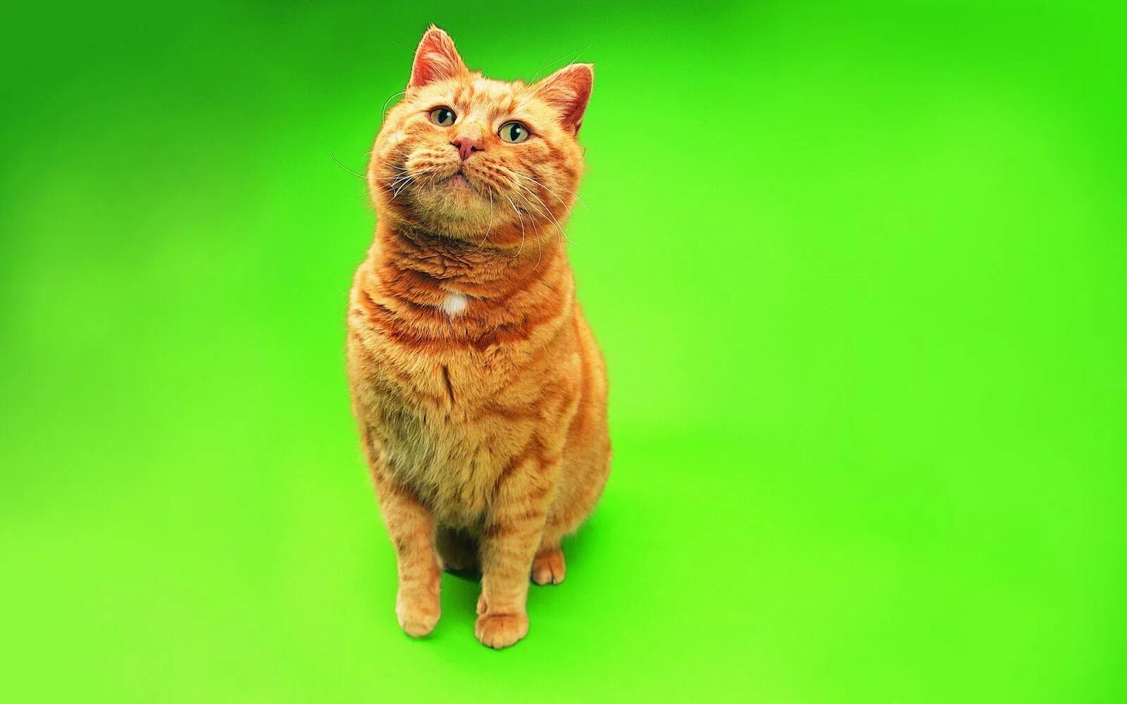 Фон рыжий кот. Кот на зеленом фоне. рыжий кот на зеленом фоне. коты на зелёном фоне. кошка на однотонном фоне.