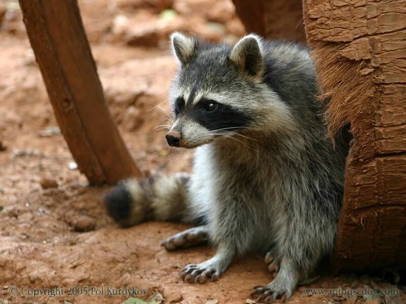 Light gray raccoon. Носуха коати. Придумал енотова 5 буквы. Мини зоопарк. Про енотова профессора.