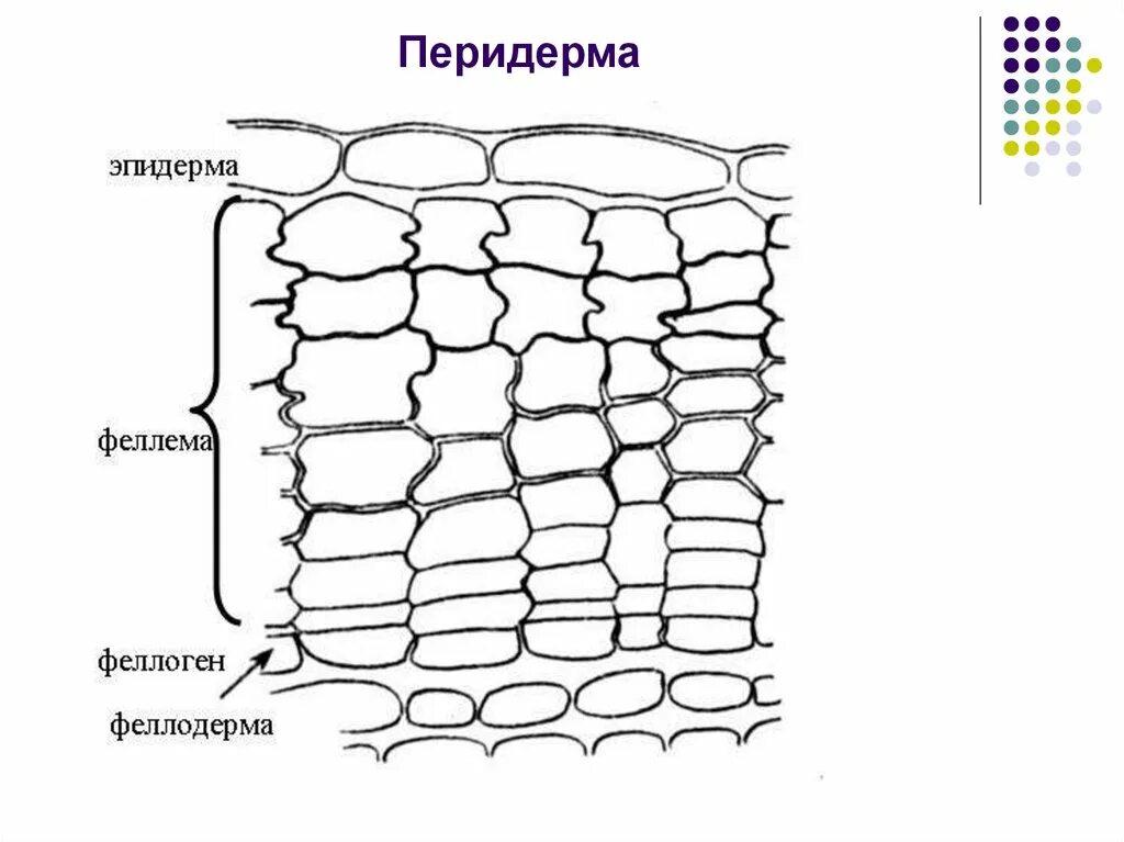 Покровная ткань перидерма. Вторичная покровная ткань перидерма. Покровные ткани растений перидерма. Вторичной покровные ткани строение перидерма.