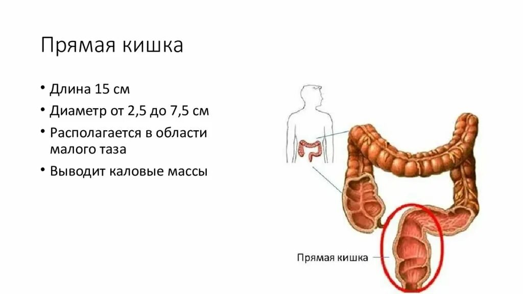 Отделы прямой кишки. Длина толстого кишечника. топография прямой кишки. гормоны толстой кишки.