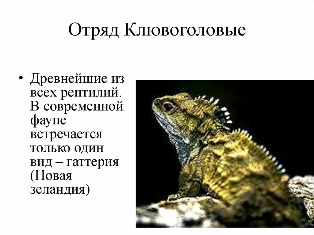 Отряд Клювоголовые гаттерия. Отряды пресмыкающихся Клювоголовые. Представители класса пресмыкающихся отряд Клювоголовые. Класс пресмыкающиеся Клювоголовые. Особенности отряда клювоголовые