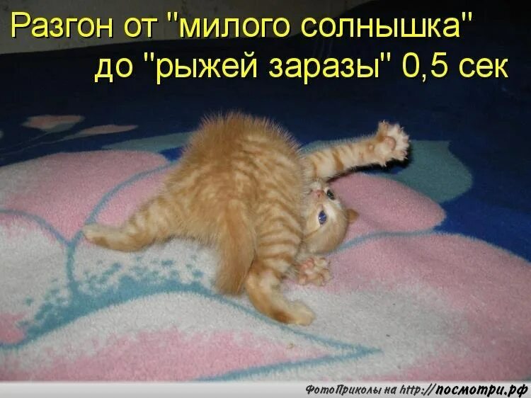 Животные просыпаются. Довольная кошка. Милые котики. Сонные коты утром. Милый котенок.