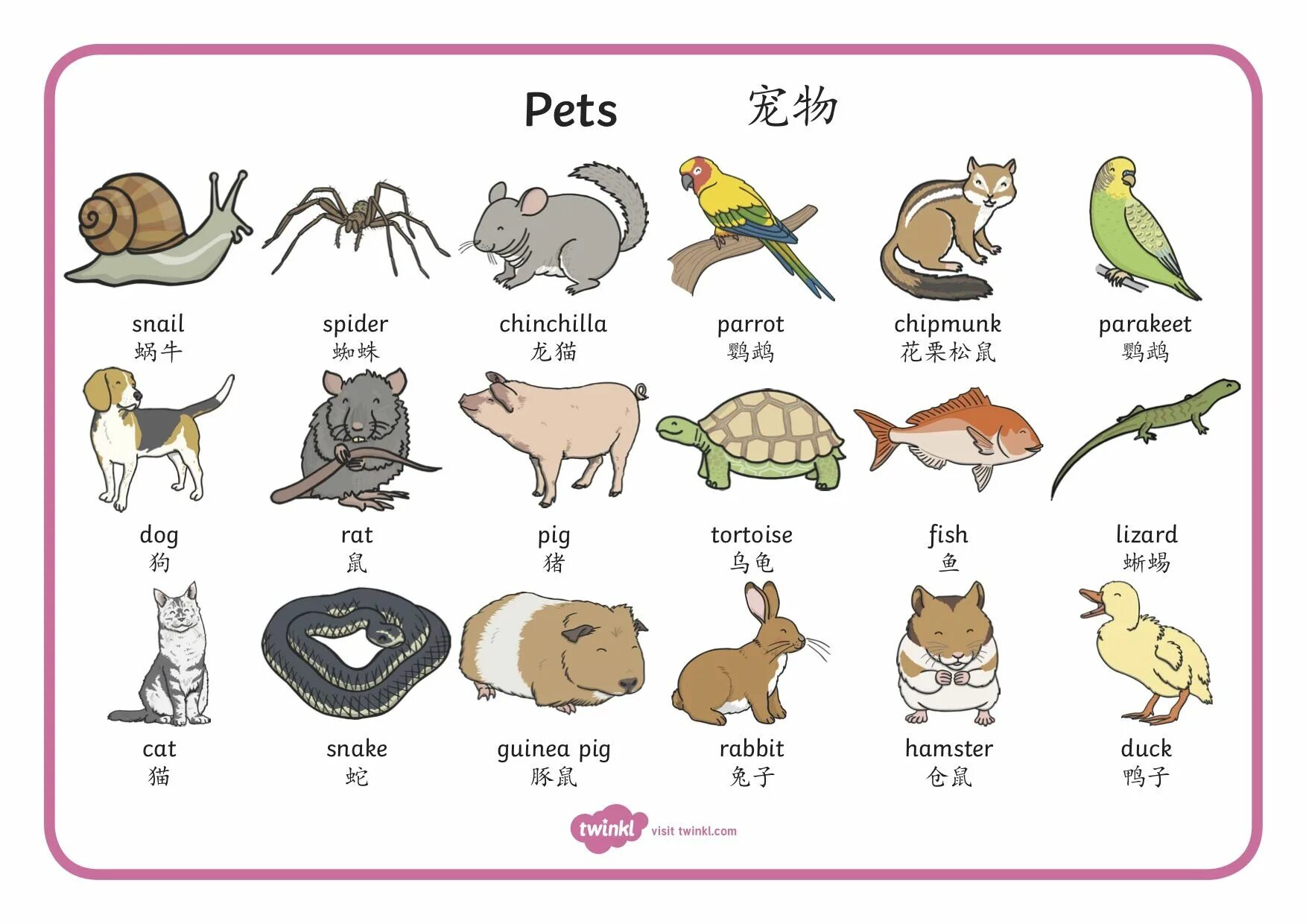 Pets vocabulary