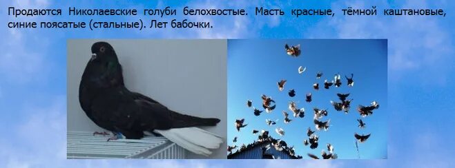 Черные белохвостые николаевские голуби. Голуби николаевские белохвостые. Голуби красные белохвостые николаевские. Пестрые голуби николаевские.