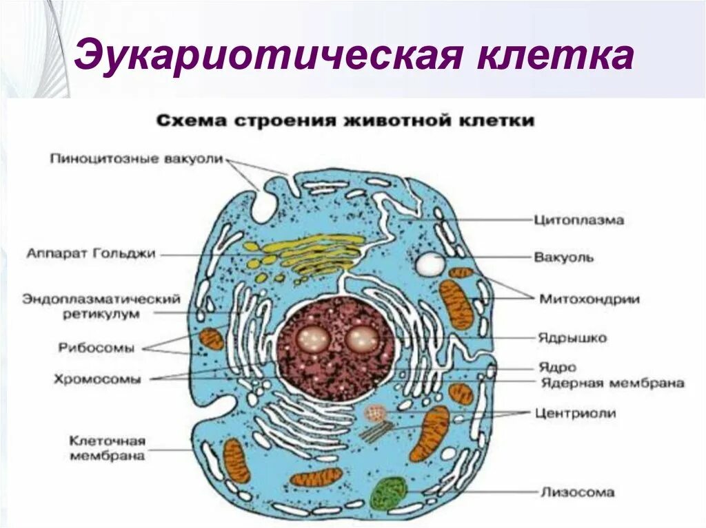 Главные части живой. Структуры эукариотической клетки органеллы. Органоиды эукариотической клетки строение. Название органелл эукариотической клетки. Строение эукариотической клетки растительной и животной клетки.