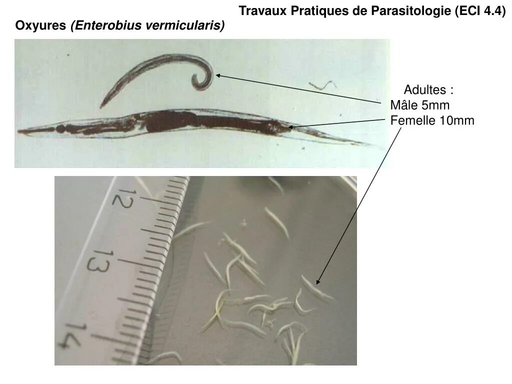 Заражения гельминтами Ascaris lumbricoides, necator americanus и Ancylostoma duodenale.. Острицы это анкилостомидоз?. Цикл жизни остриц.