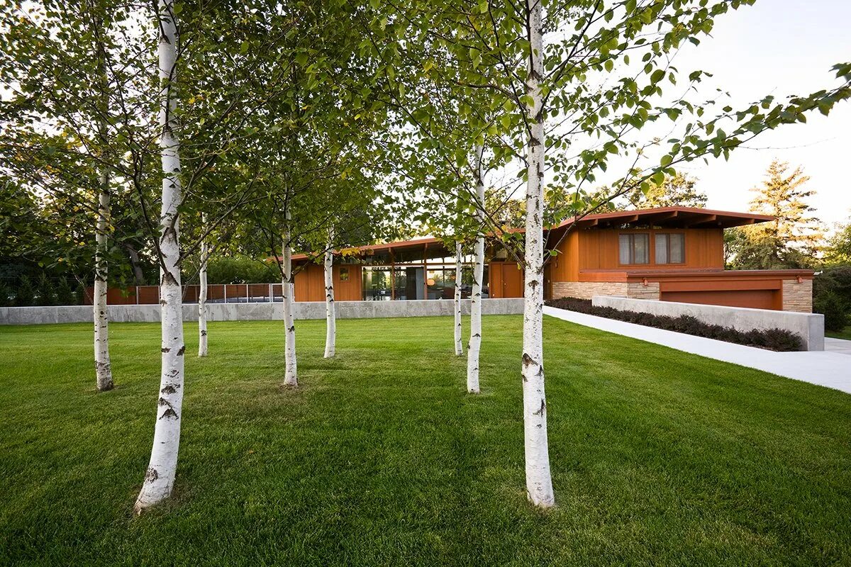 Березовая роща береза повислая. Ива плакучая и лиственница. Береза повислая лонг транк. Береза дерево во дворе. Береза во дворе.