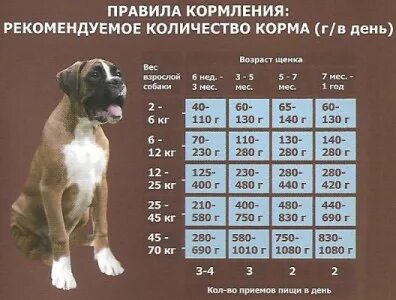 Сколько раз должен писать собака