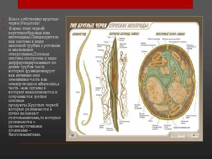 Класс собственно круглые черви Nematoda. Половая система круглых червей. Строение круглых червей половая система. Половая система круглого червя.