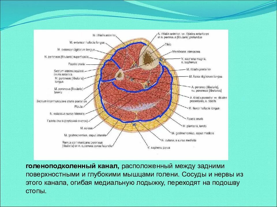 Топографические срезы. Переднее фасциальное ложе голени. Ложа голени топографическая анатомия. Топографическая анатомия голени поперечный разрез. Поперечный срез предплечья топографическая анатомия.