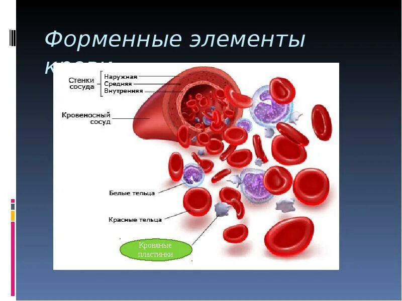 Снижение форменных элементов. Строение крови. Форменные элементы крови. Форменные элементы крови презентация.