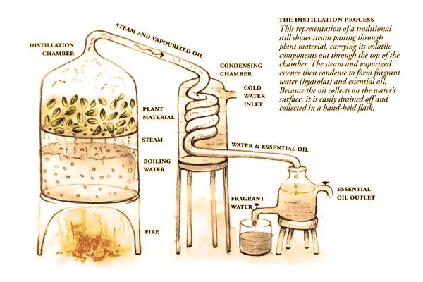 Экстракция эфирных масел схема. Метод экстрагирования эфирных масел. Метод дистилляции эфирных масел. Паровая отгонка эфирные масла. Методы получения масел
