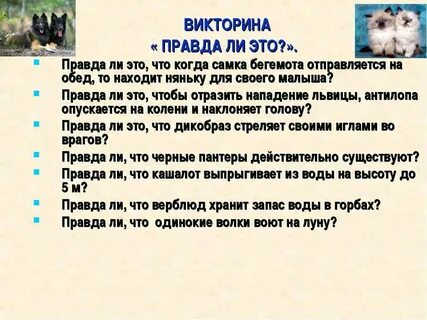 Животные вопросы о них