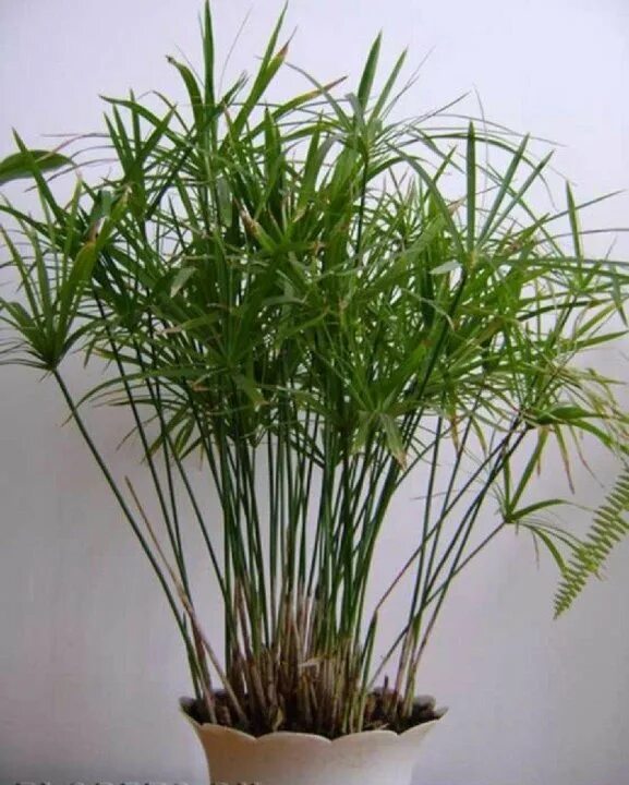 Комнатный цветок циперус фото Циперус(Сыть, Ситовник)(Cyperus) Страница 18