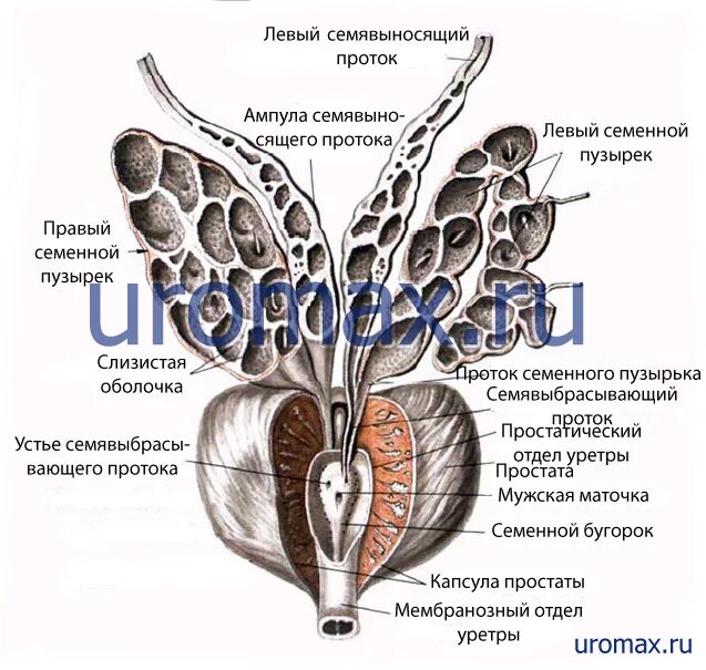 Семявыносящий проток и семенные пузырьки. Предстательная железа и семенные пузырьки анатомия. Семявыносящие протоки, семенные пузырьки предстательная железа. Семенные пузырьки топография. Уретра предстательной железы