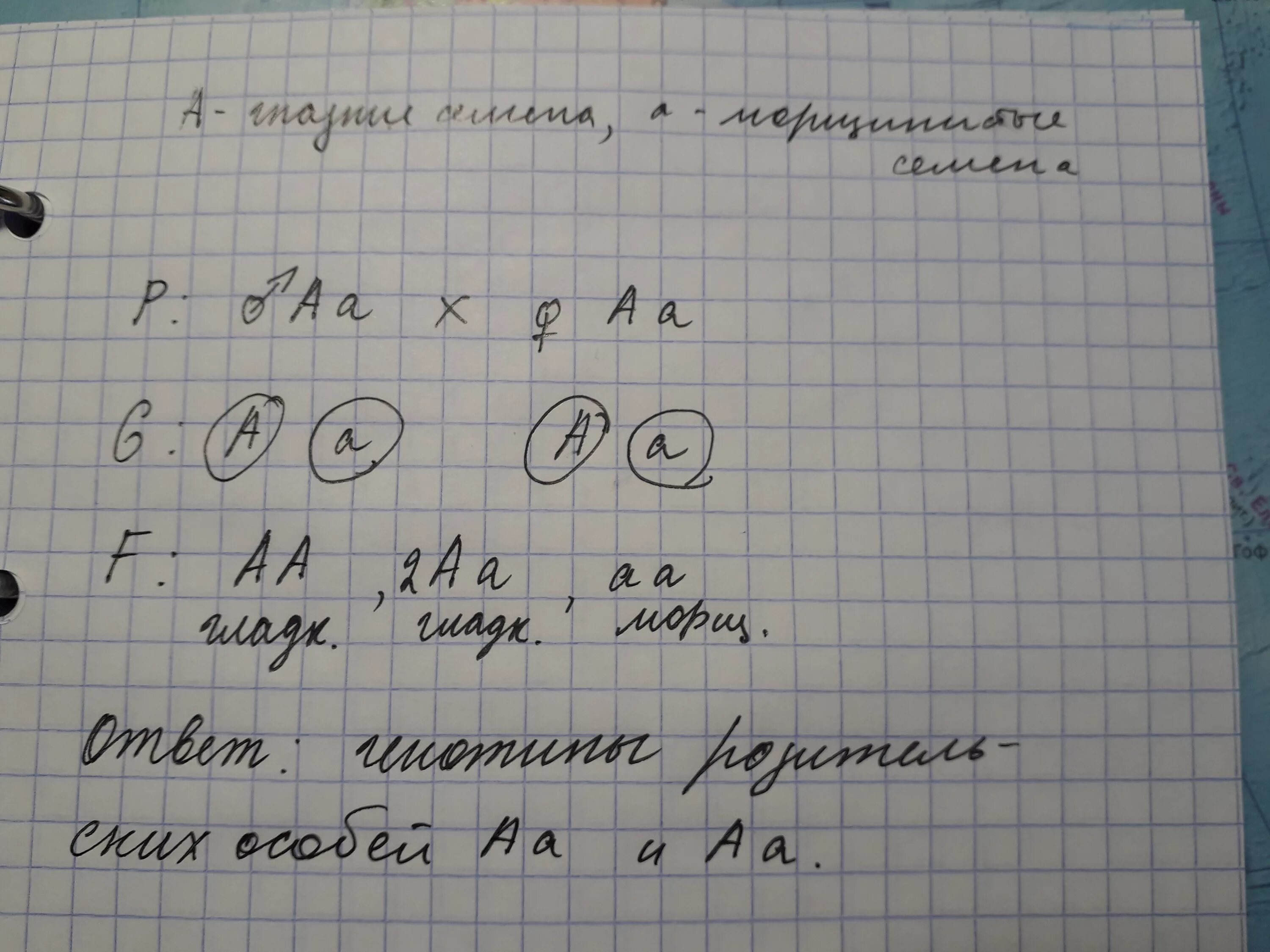 Доминантные признаки гороха. У гороха гладкие семена доминантный признак. у гороха гладкие семена доминантный признак морщинистые. горох скрещивается с горохом. доминантный признак гладкой поверхности семян гороха – ..