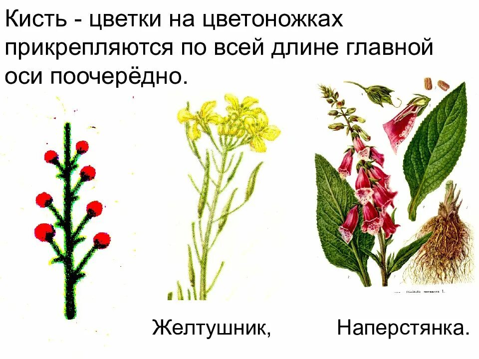 Генеративные органы растений. Генеративные органы растений соцветие. Генеративные органы цветущих растений.
