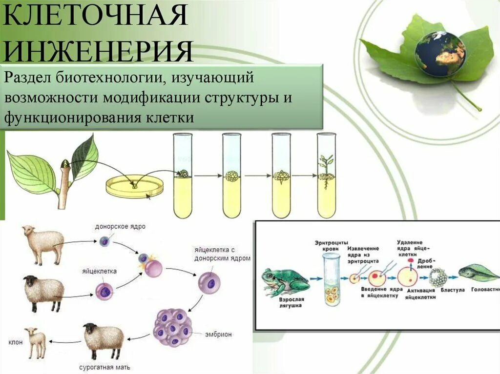 Генетически чистые линии