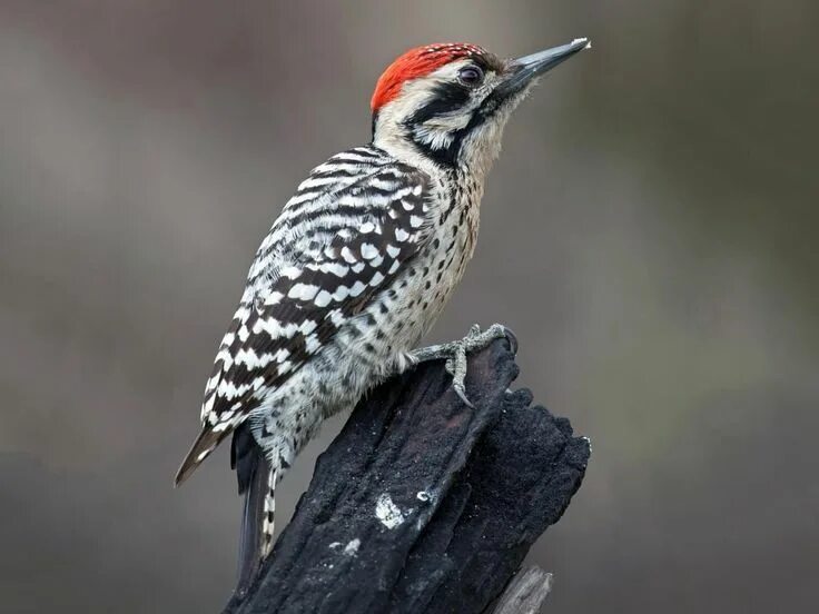 Woodpecker. Уз насадки woodpecker. Woodpecker москва. Woodpecker москва. Nuttall's woodpecker.