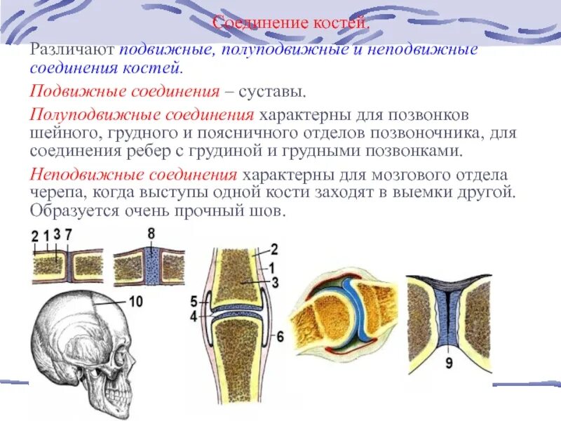 Соединение крестцовых позвонков вид соединения. Неподвижные полуподвижные и подвижные соединения костей. полуподвижное соединение костей. крестцовые позвонки тип соединения костей. соединение костей неподвижные полуподвижные суставы.