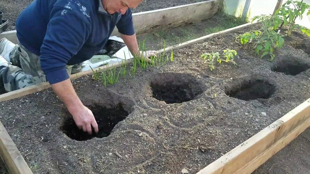 Помидоры сажать по 2. Лунки для рассады. Лунки для посадки помидор. Лунки для рассады помидор. Лунки для помидор в открытом грунте.