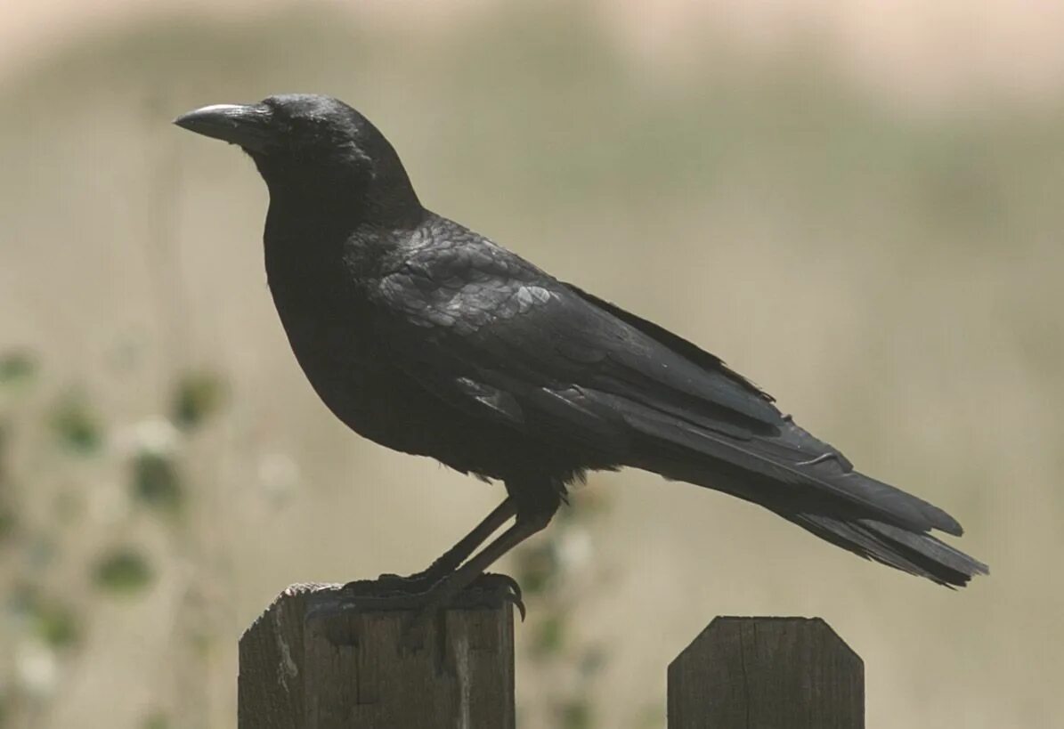 Crow get