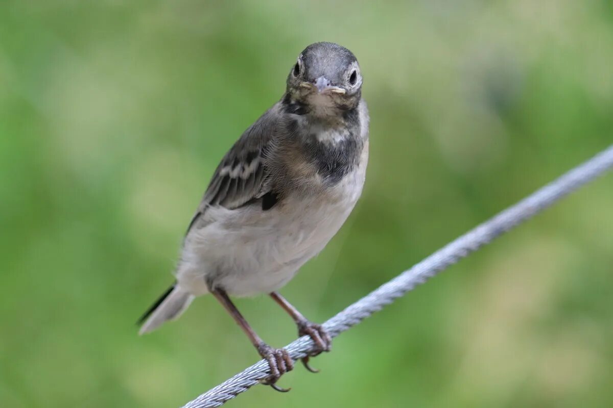 Трясогузка. Белая трясогузка. Motacilla Alba Alba. Белая трясогузка Москва.