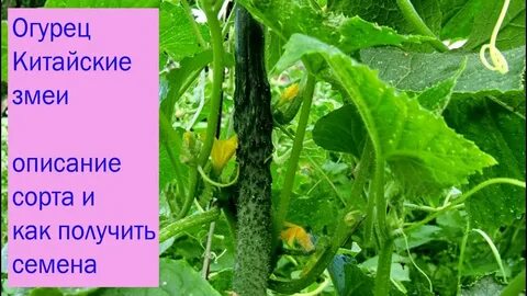 Огурцы палочками