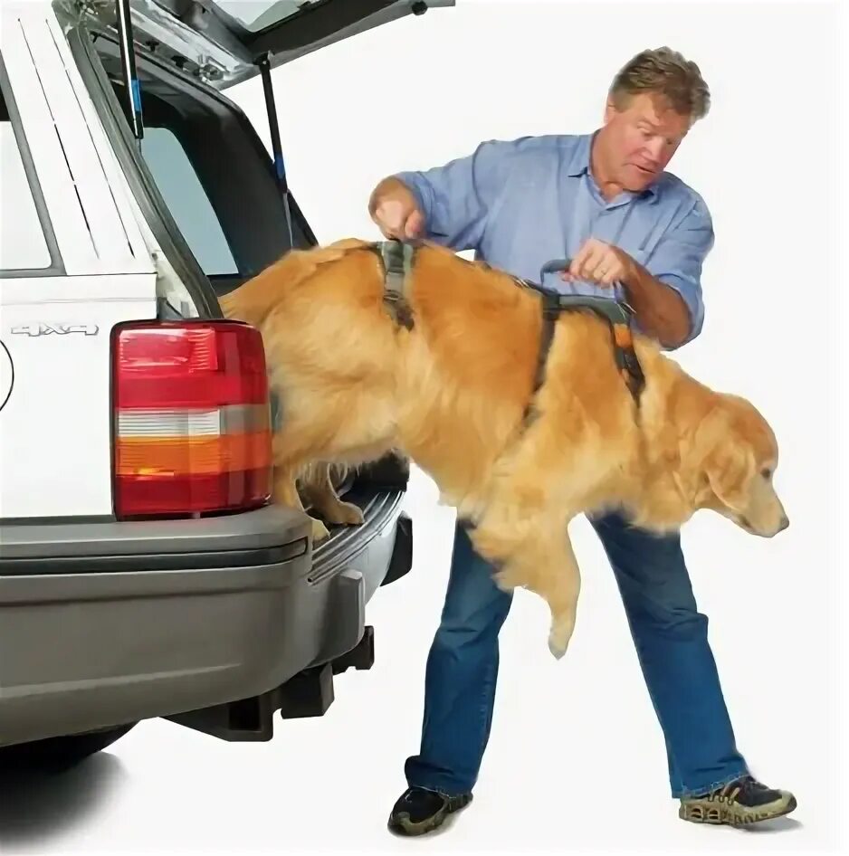 Как перевозятся крупные собаки