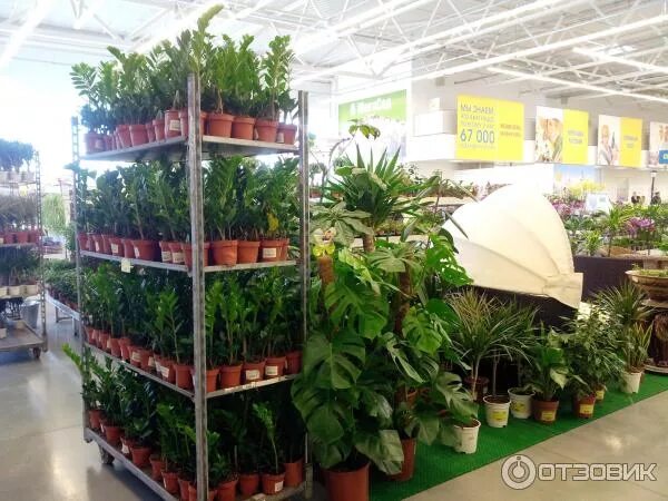 мегастрой леруа мерлен. тюльпаны в магазине мегастрой. мегастрой цветы. магазин мегастрой город йошкар-ола. мегастрой цветы.